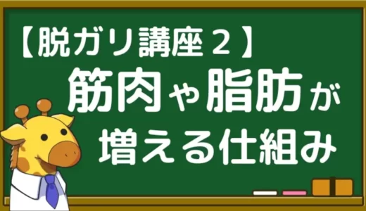 【効率的に増量！】体を大きくするための基礎知識を解説【脱ガリ講座２】